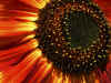 2255 Fiery Sunflower for web.jpg (131998 bytes)