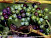 Long Island Grapes.jpg (200832 bytes)