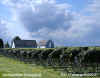 Storm over Vineyard for web.jpg (137642 bytes)