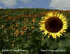 field of sunflowers.jpg (171544 bytes)