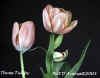 original three tulips for web.jpg (63562 bytes)